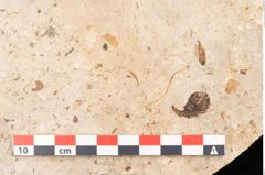 Foto (Detailansicht) von Myrica lignitum Unger (NHMW-GEO-2024-0188-11395)